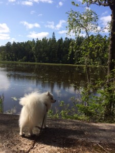Cenkku järvellä