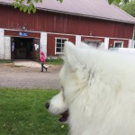 IMG_1646[1]