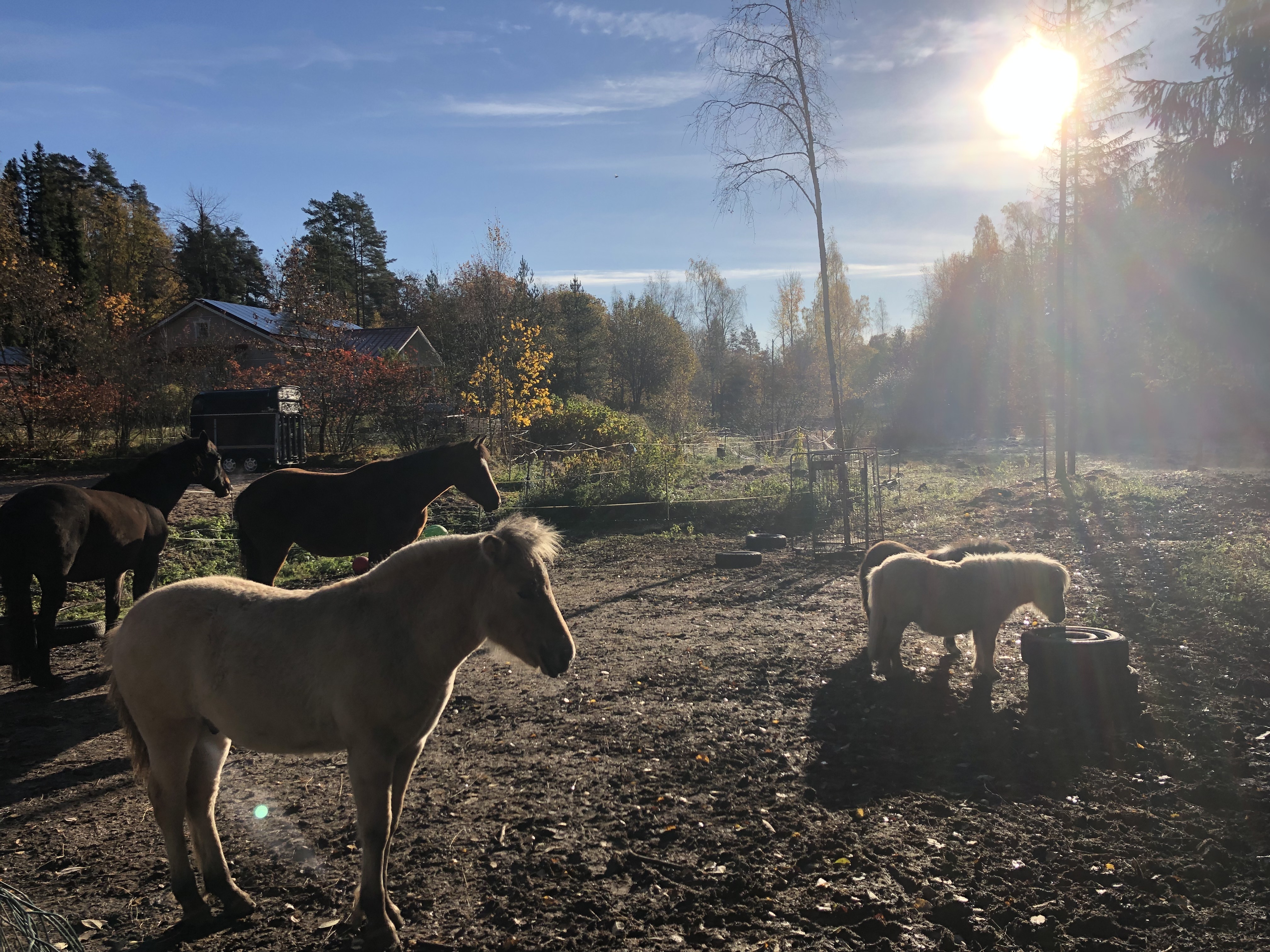 Lokakuussa oli vielä näin upeat kelit! Lauman hierarkia on selkiytynyt ja näin leppoisasti vietetään aamupäivää.
