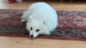 WP_20170312_11_13_13_Pro