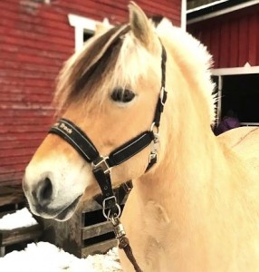 Huhtikuussa 2024 saimme takatalven. Aavan vauvamahakin on jo pyöreä ja ruoka maistuu edelleen hyvin,
