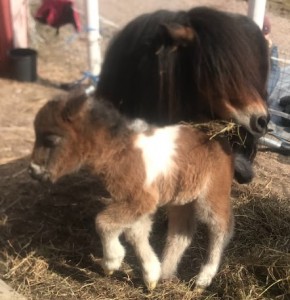 27.4. Kuura pääsi ulos tepastelemaan äidin kanssa. Lumi oli sulanut ja aurinko lämmitti. Kuura sai paljon vieraita ihmettelemään: "Miten joku voi olla noin pieni?"