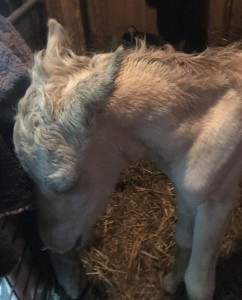 Pian tämä pieni "kaadettiin" nukkumaan. Ensin Halla vastusti, mutta ennen kuin pää oli oljilla, oli herra jo unessa.