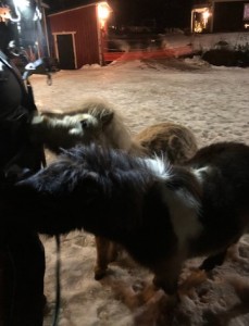 Ponit kerjäävät harjaamista, ihan koko ajan.