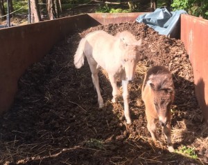Halla ja Kuura pääsivät leikkimään omia leikkejä sen jälkeen, kun Aava ja Kerttu antoivat siihen luvan. Tätä ennen kumpikin mammatamma vahti omaa varsaansa tarkasti.