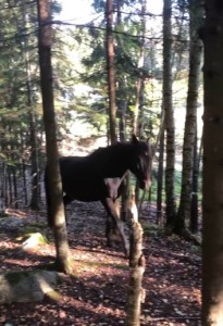 Saibin perässä oli hyvä kiivetä kallion päälle.